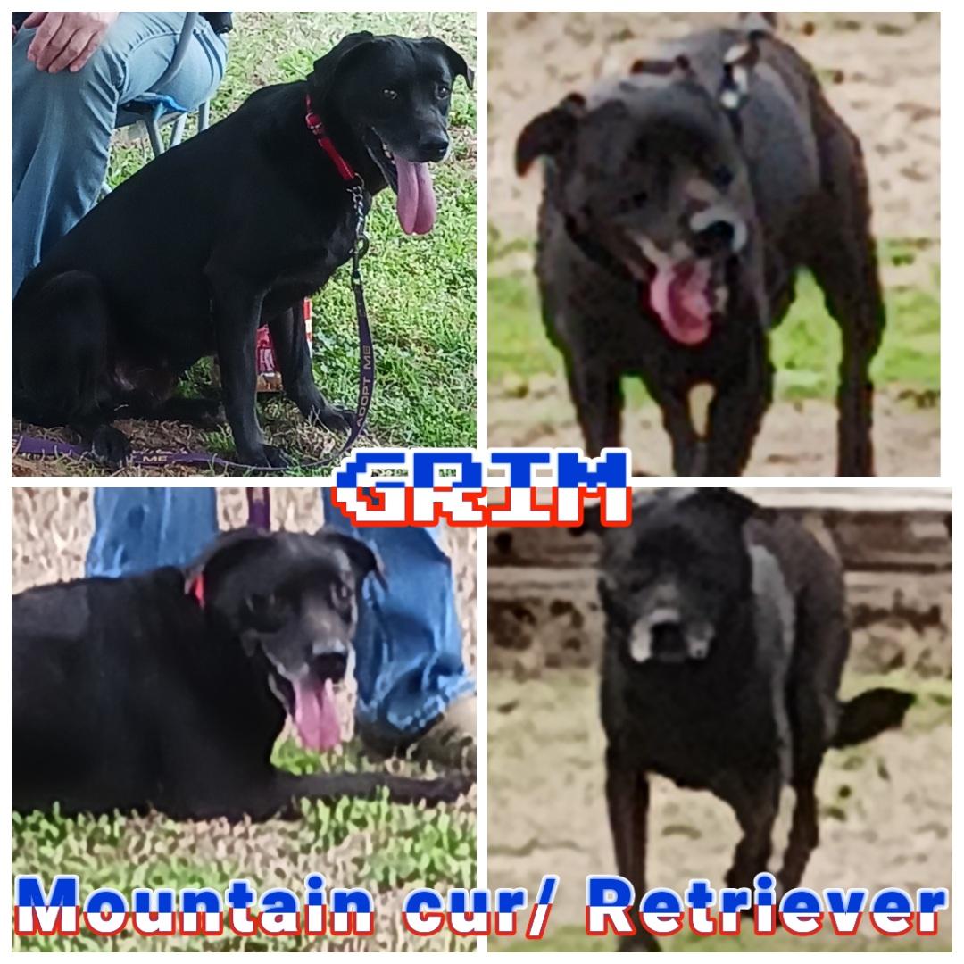 Grim, Adult Male Black Mouth Cur