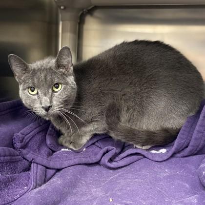 Eloise, Adoptable, Adult Female Domestic Short Hair & Domestic Short Hair.