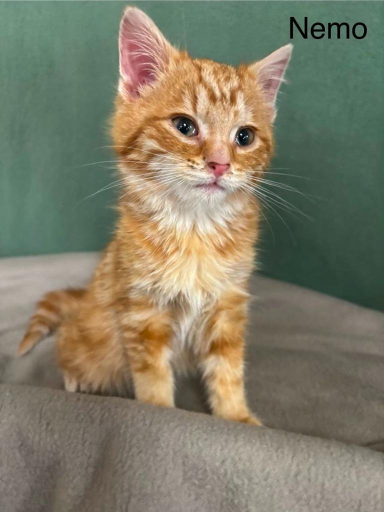 Enlarge Nemo, a Adoptable mixed breed in Wabash, IN image 1/1