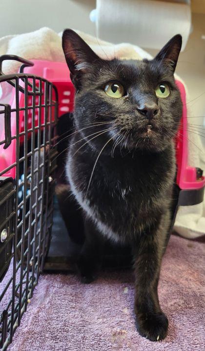 Enlarge Bella, a ADOPTABLE Domestic Short Hair in Missoula, MT image 1/1