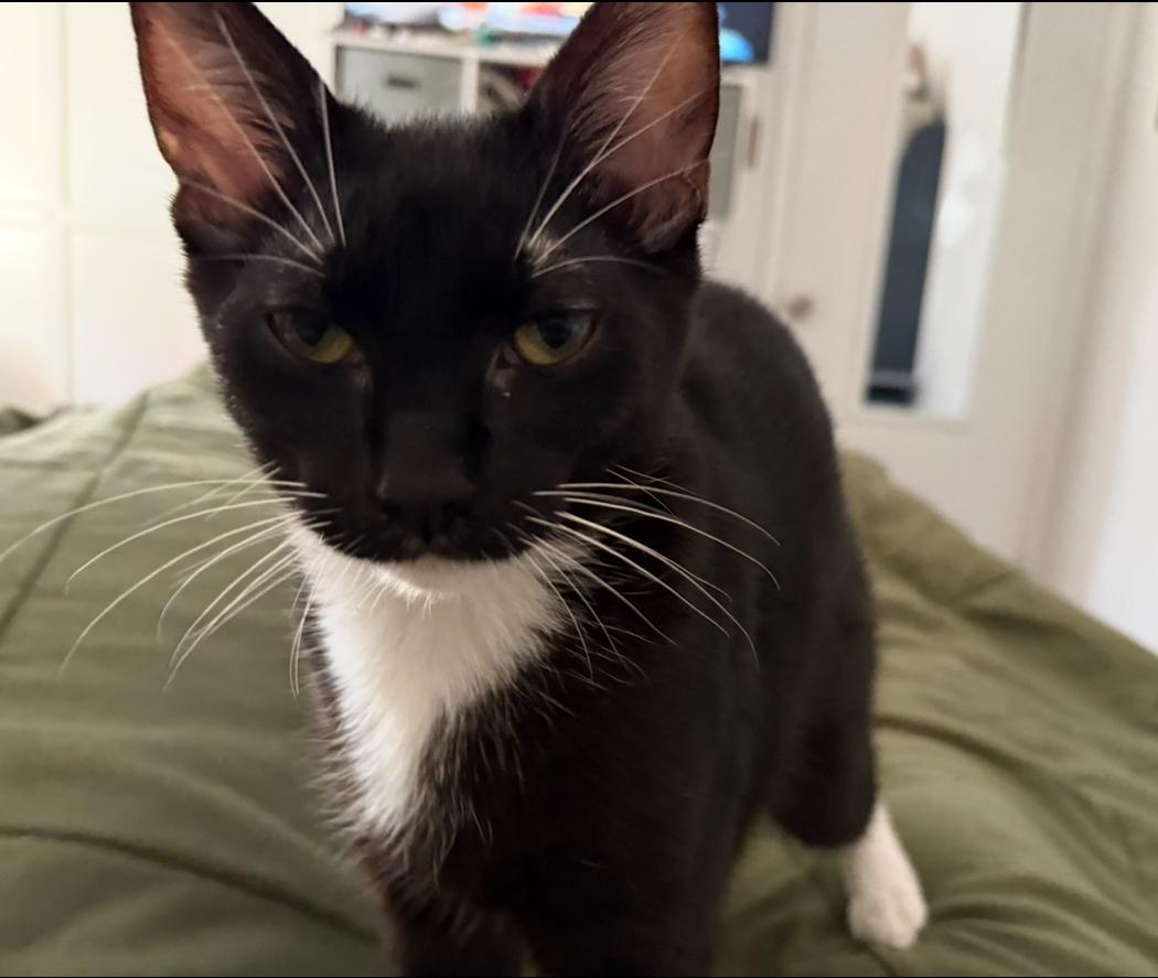 Tony Curtis, a Adoptable Domestic Short Hair in La Canada, CA image 1/6