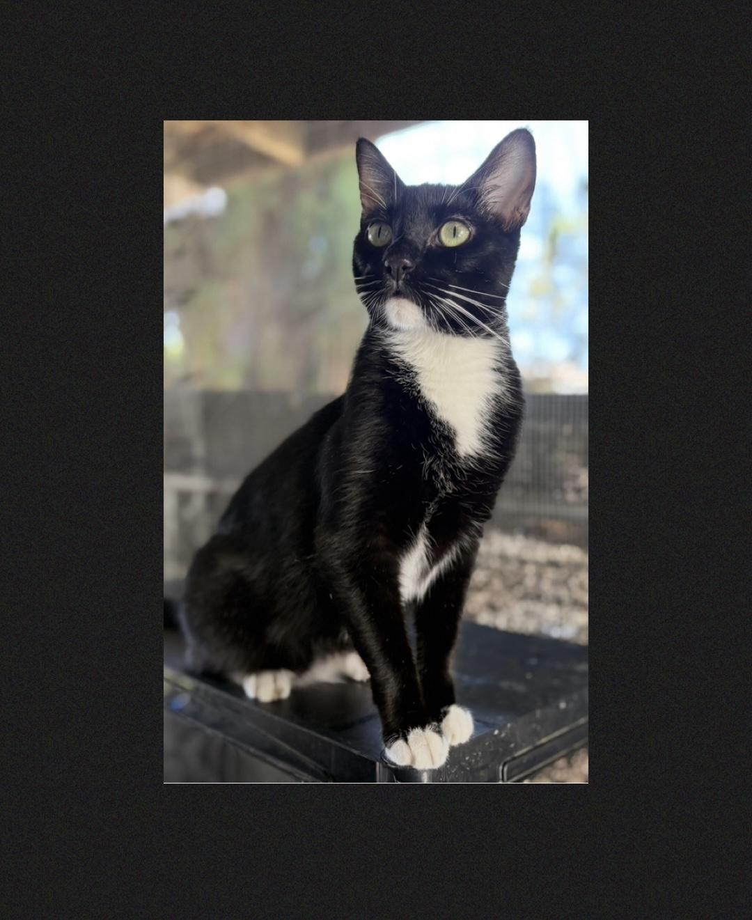 Enlarge Tony Curtis, a Adoptable Domestic Short Hair in La Canada, CA image 1/6