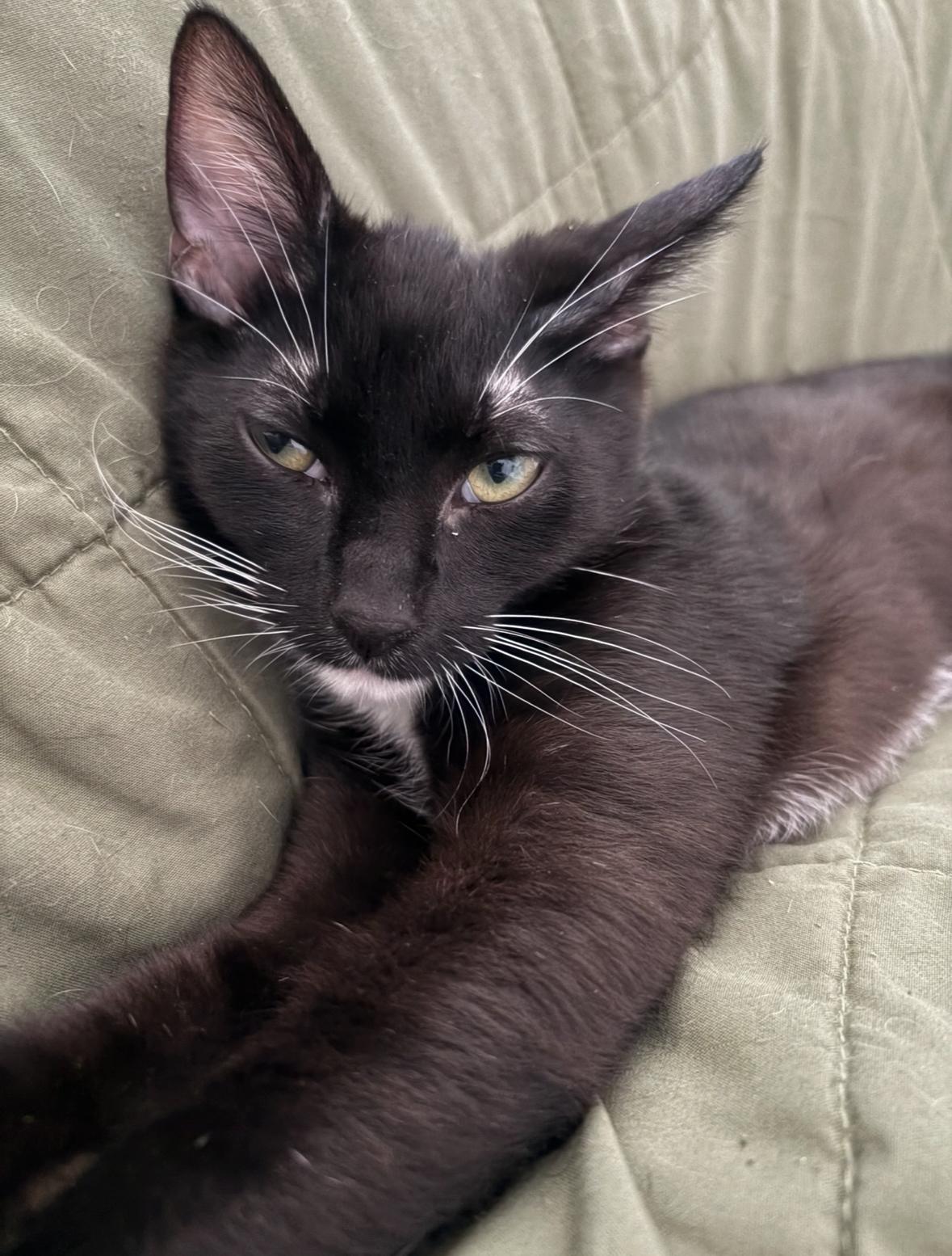 Tony Curtis, a Adoptable Domestic Short Hair in La Canada, CA image 2/6