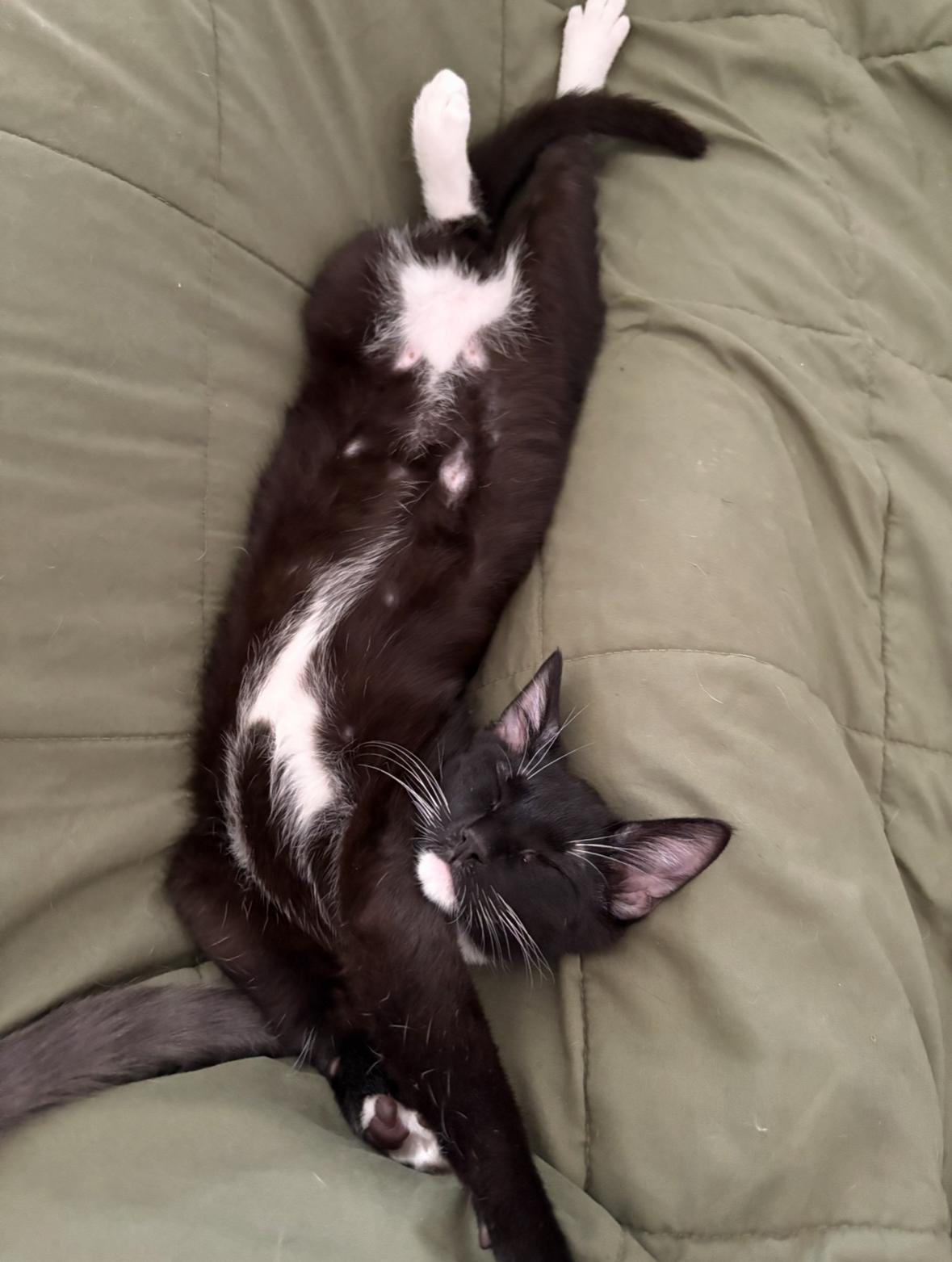 Tony Curtis, a Adoptable Domestic Short Hair in La Canada, CA image 3/6