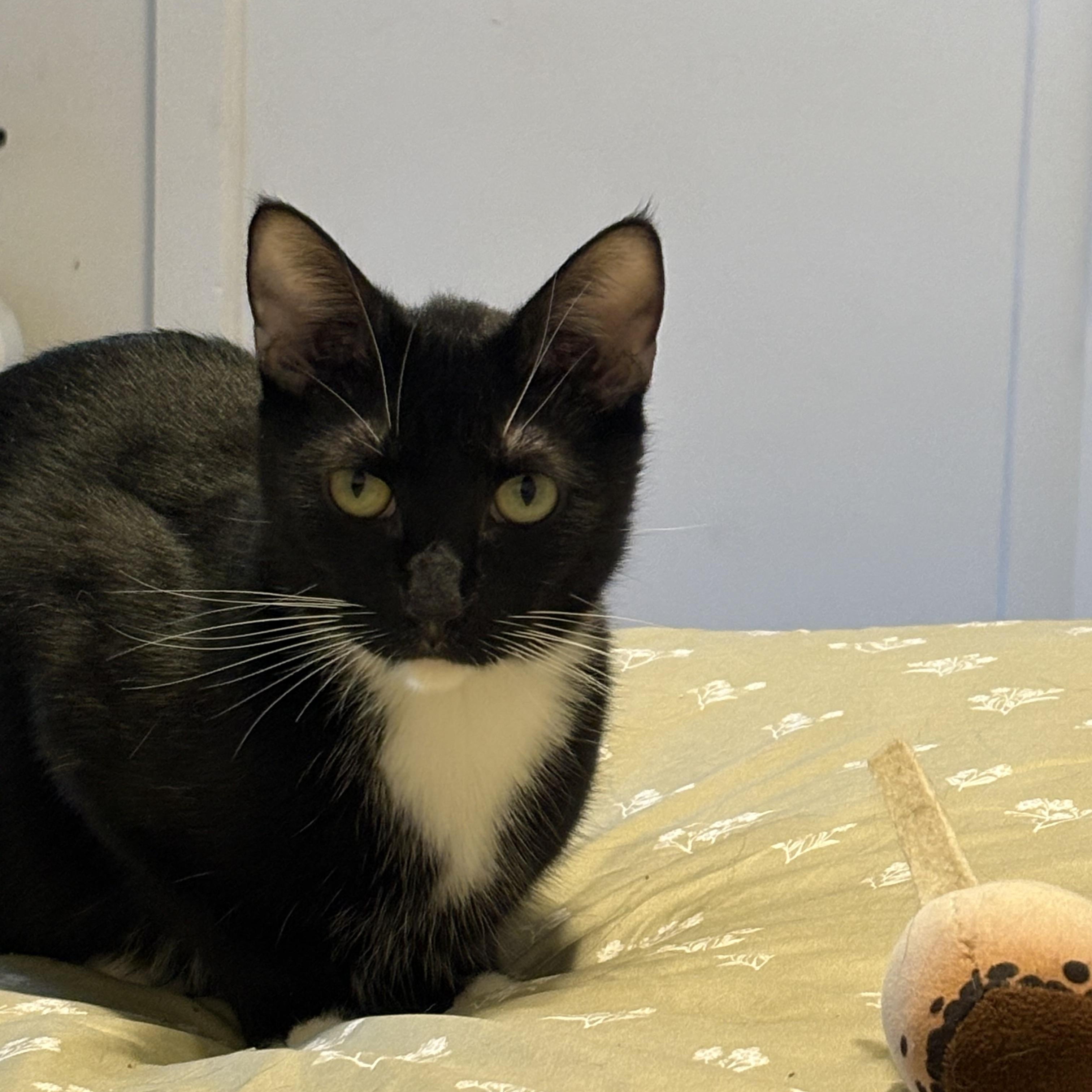 Enlarge Tony Curtis, a Adoptable Domestic Short Hair in La Canada, CA image 1/6