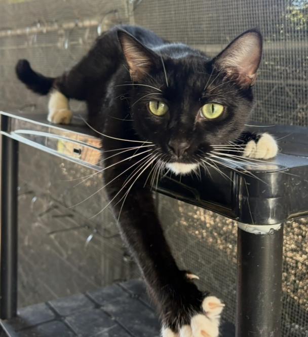 Enlarge Tony Curtis, a Adoptable Domestic Short Hair in La Canada, CA image 2/6