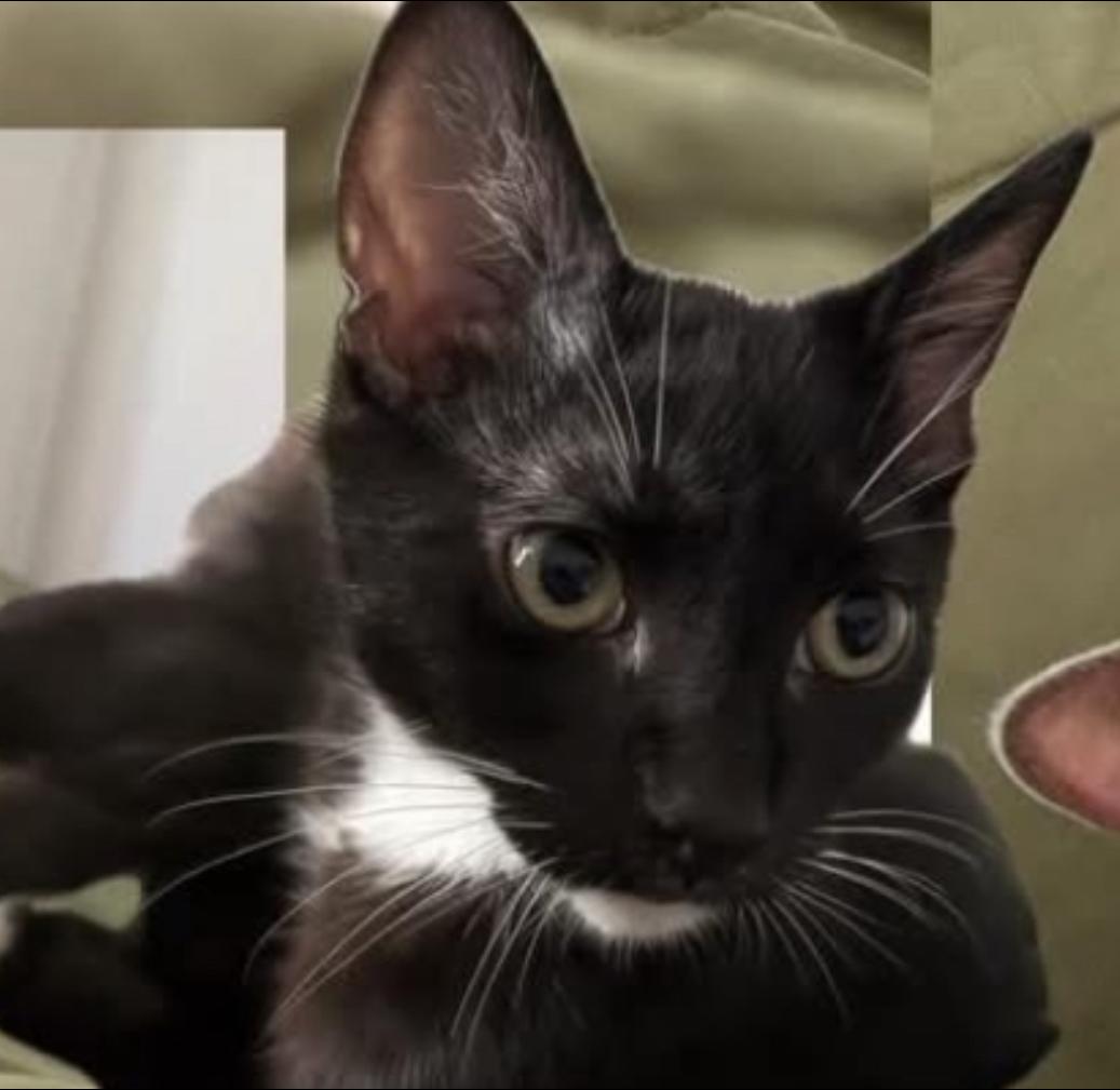 Tony Curtis, a Adoptable Domestic Short Hair in La Canada, CA image 6/6