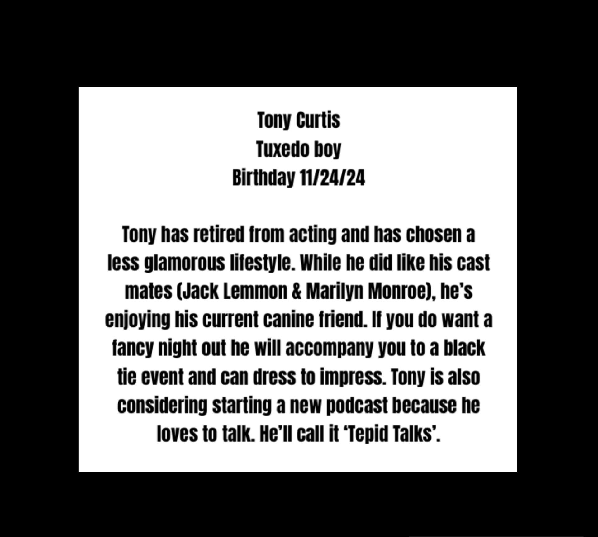 Tony Curtis, a Adoptable Domestic Short Hair in La Canada, CA image 4/6