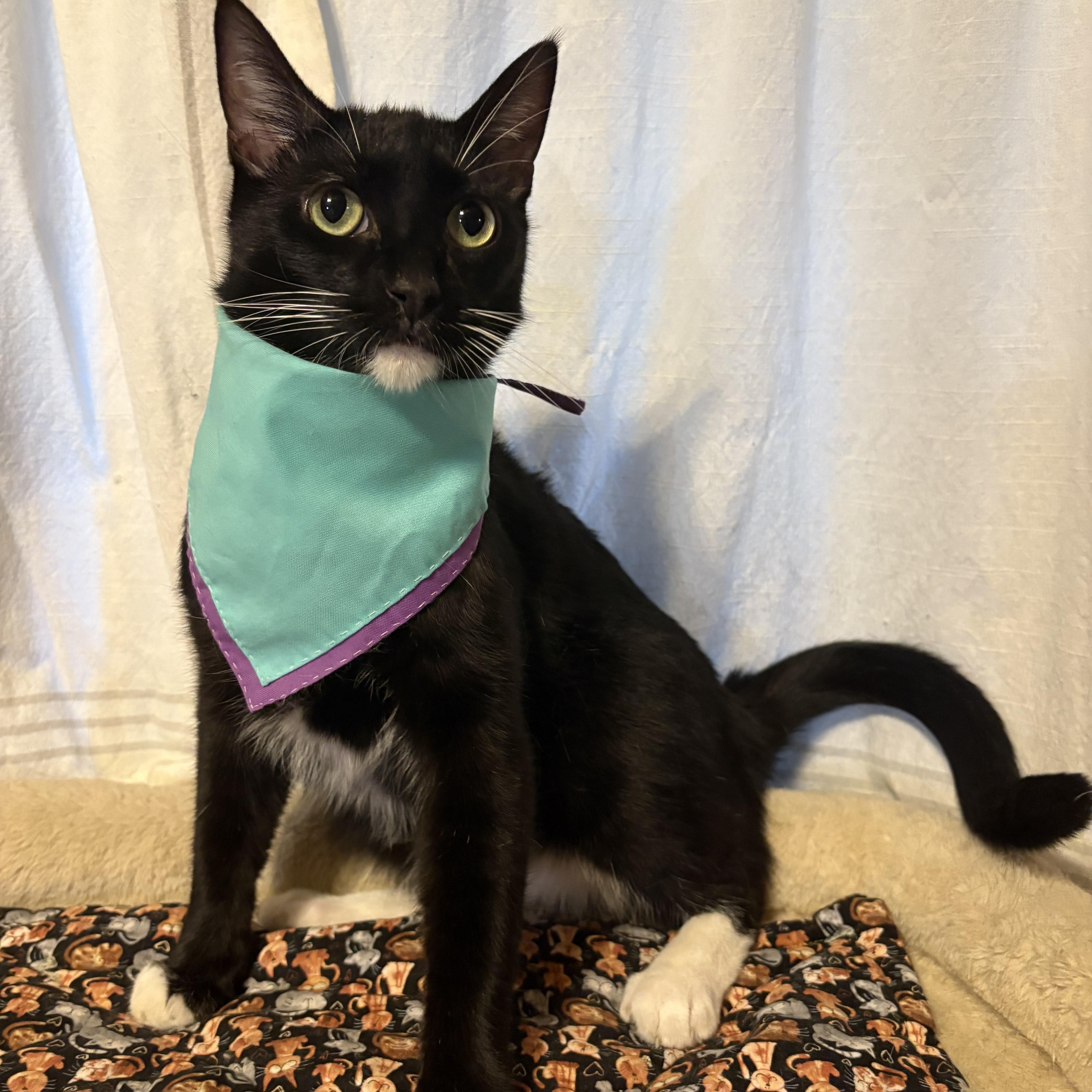 Tony Curtis, a Adoptable Domestic Short Hair in La Canada, CA image 2/6