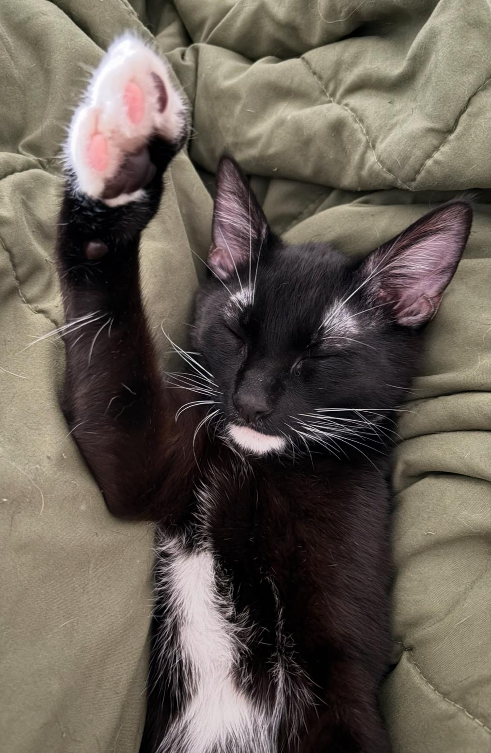 Tony Curtis, a Adoptable Domestic Short Hair in La Canada, CA image 5/6