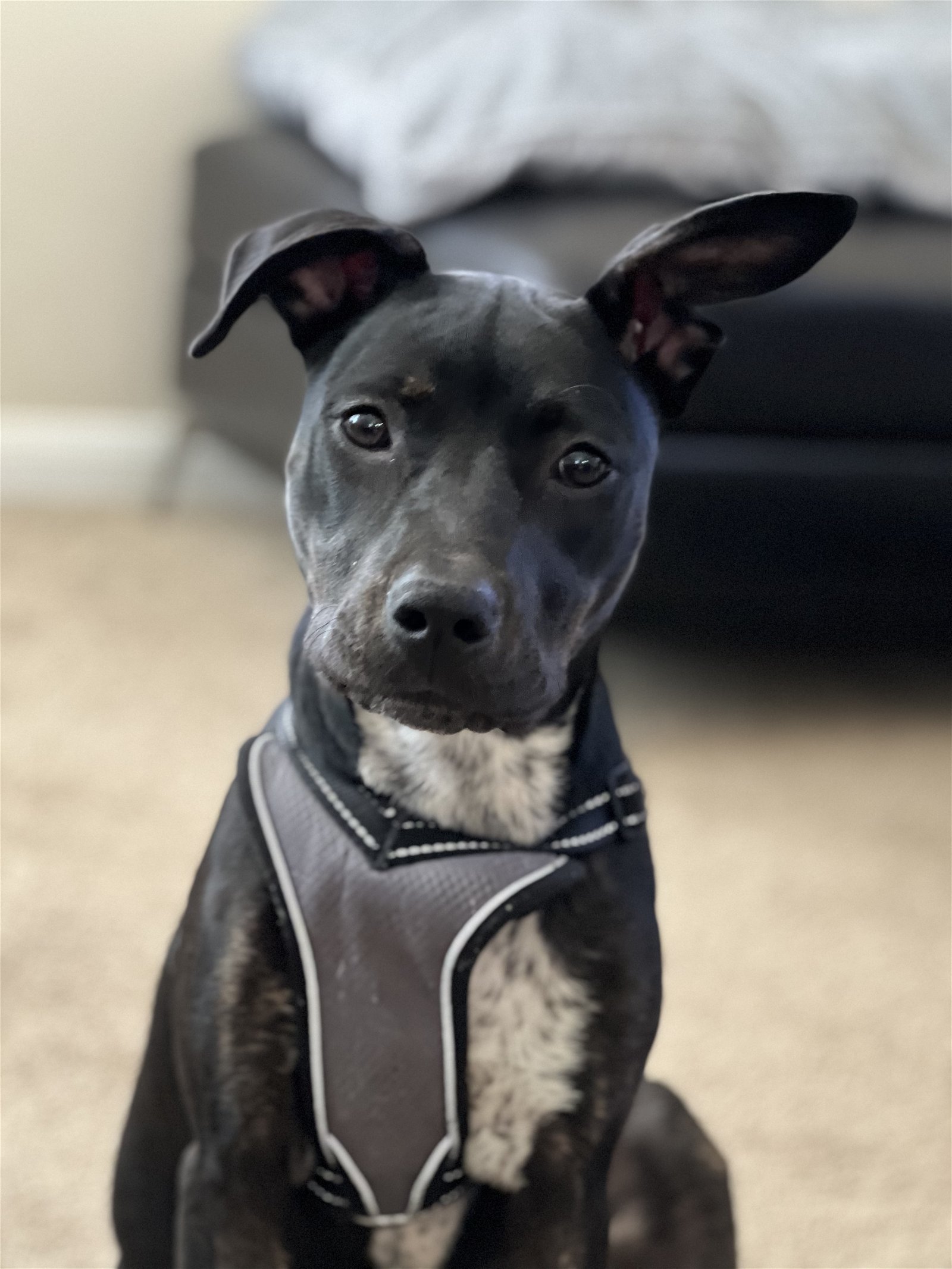 DAISEY, Adoptable, Puppy Female Labrador Retriever.