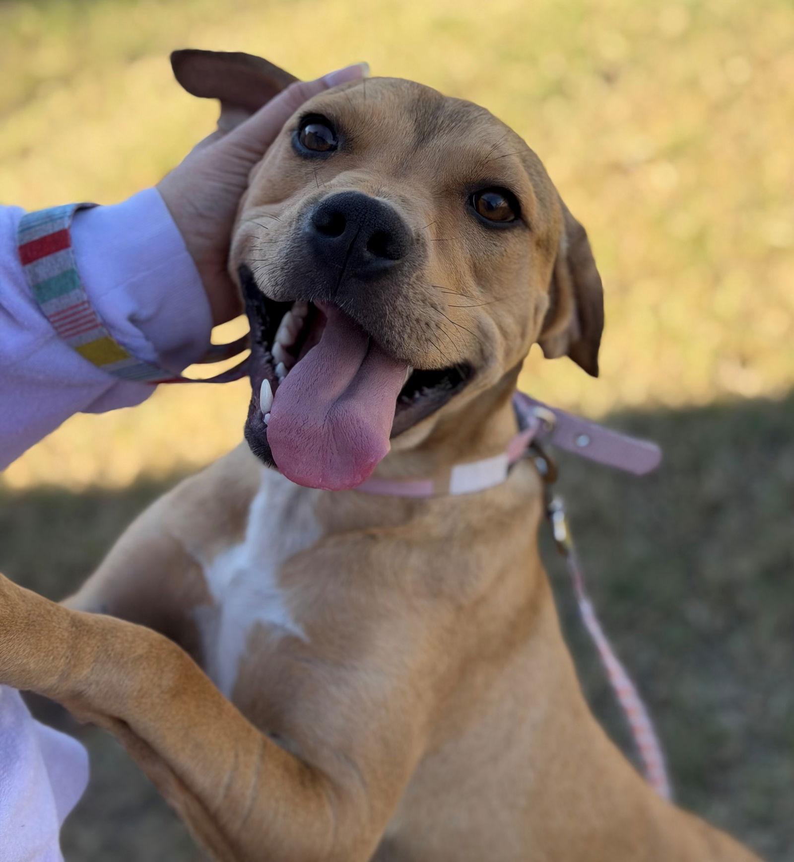 Bishop, Adoptable, Young Male Basset Hound.