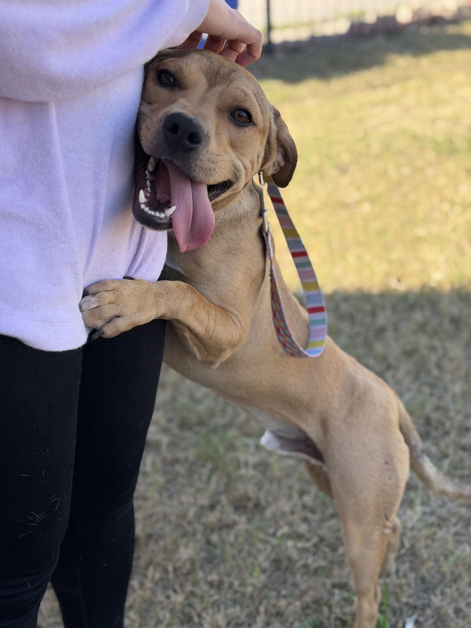 Enlarge Bishop, a Adoptable Basset Hound in Oceanside, CA image 2/3