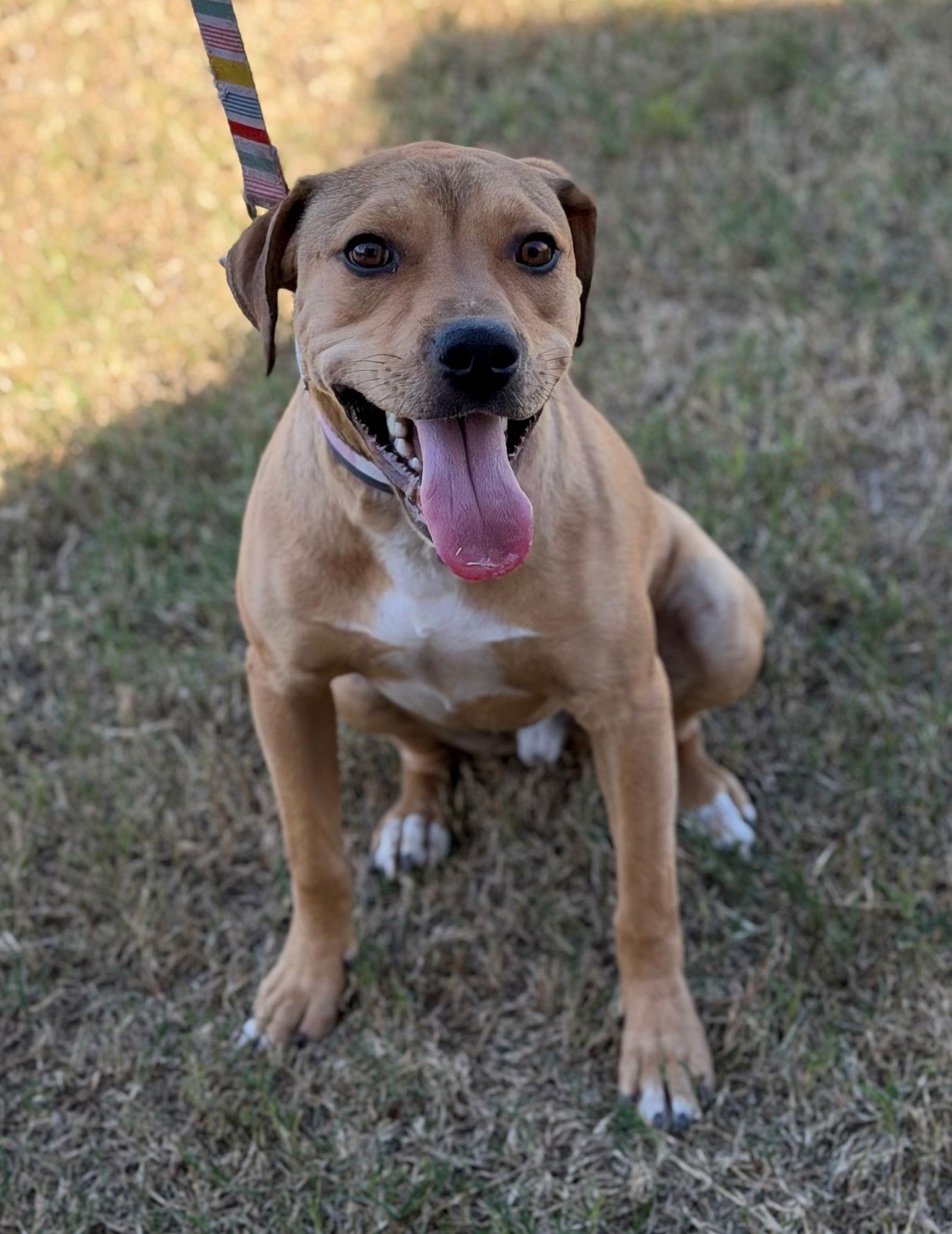 Bishop, Adoptable, Young Male Basset Hound.