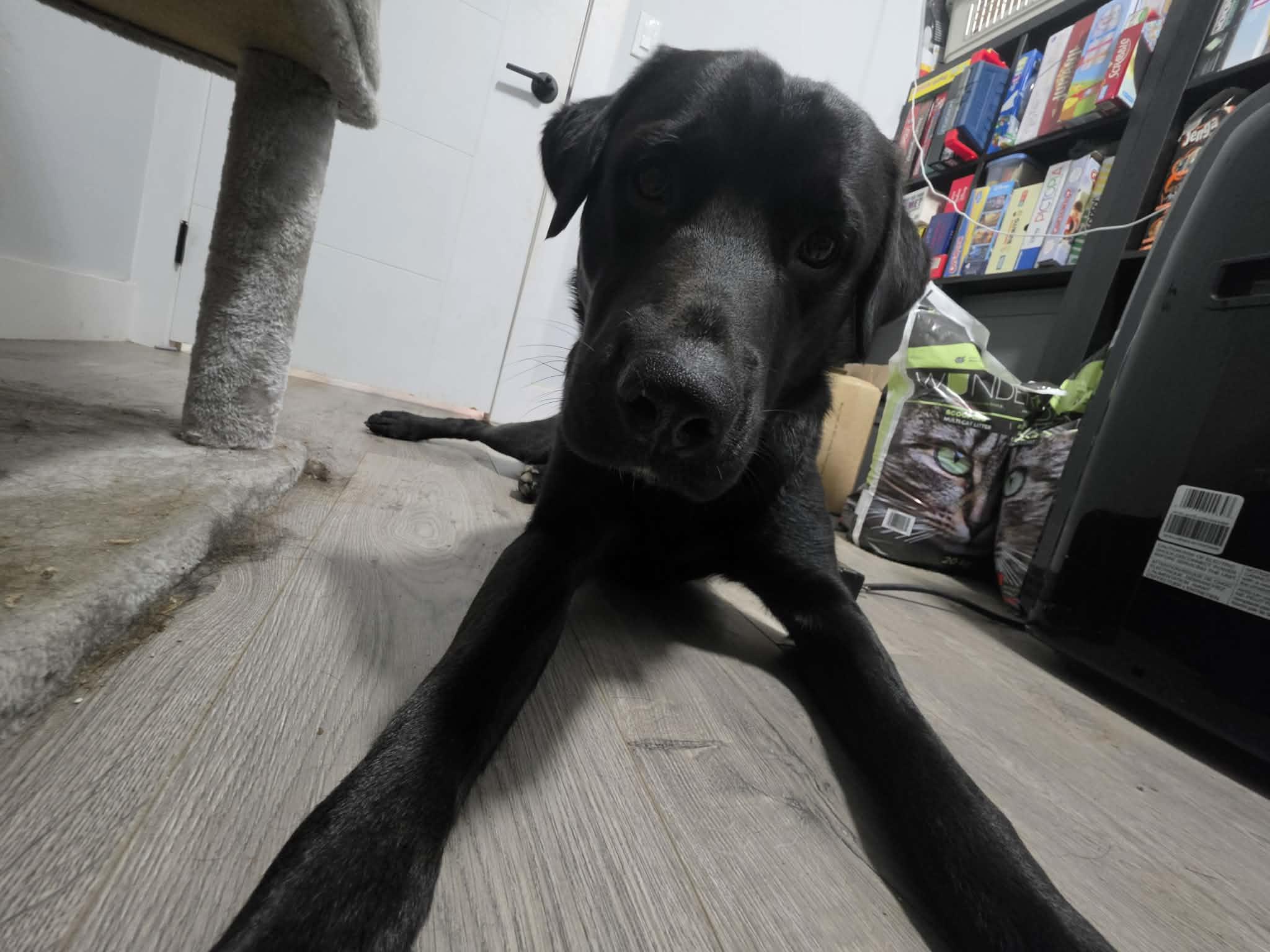 Enlarge Krypto, a ADOPTABLE mixed breed in North Vancouver, BC image 1/4