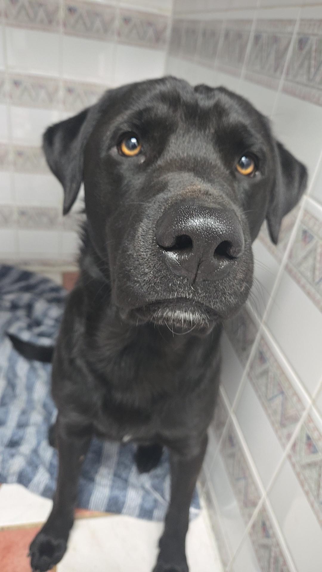 Enlarge Krypto, a ADOPTABLE mixed breed in North Vancouver, BC image 4/4