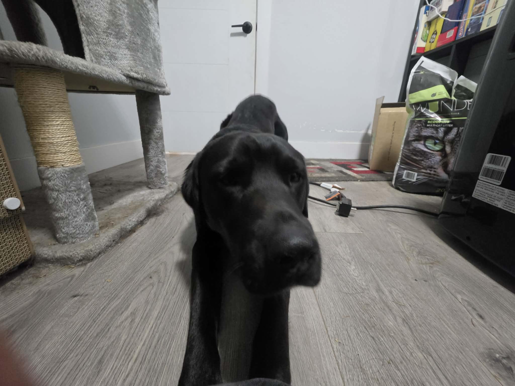 Enlarge Krypto, a ADOPTABLE mixed breed in North Vancouver, BC image 2/4
