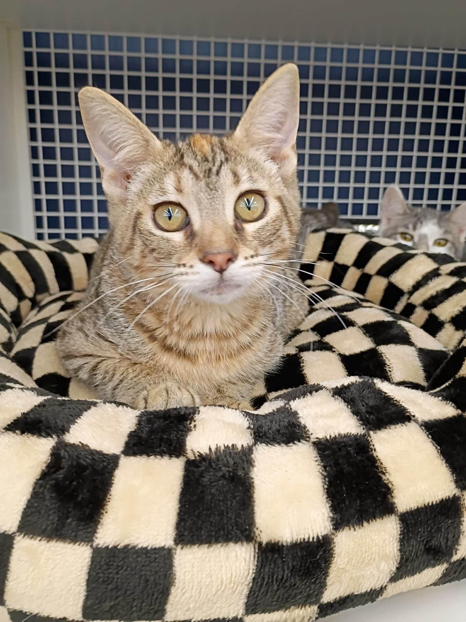 Gibby, Adoptable, Kitten Female Domestic Short Hair.