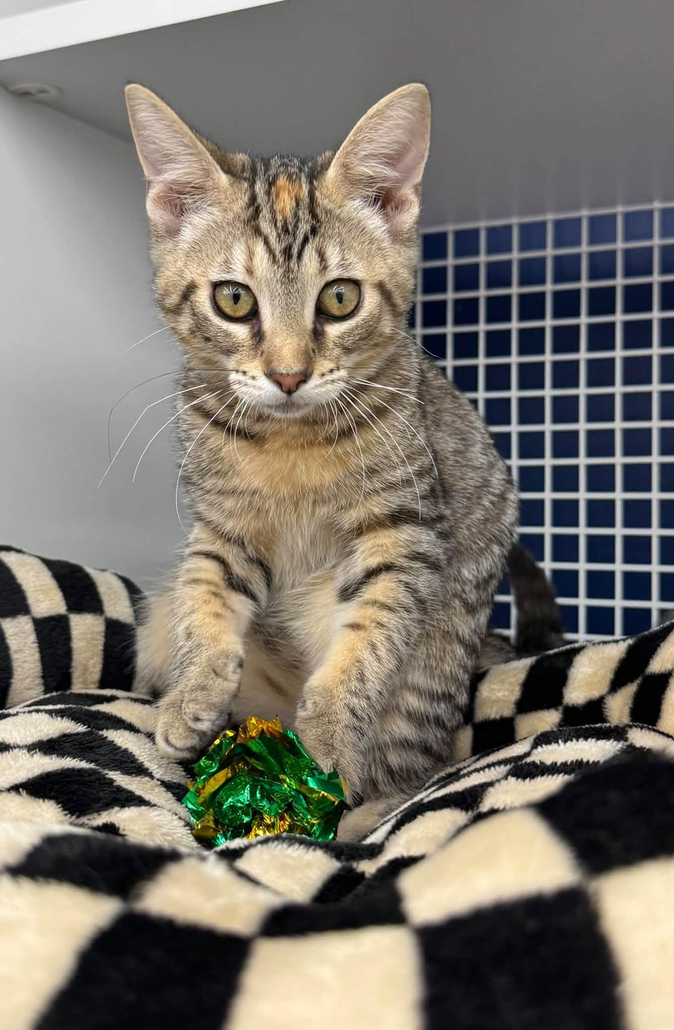 Enlarge Gibby, a Adoptable Domestic Short Hair in Morgantown, WV image 2/3