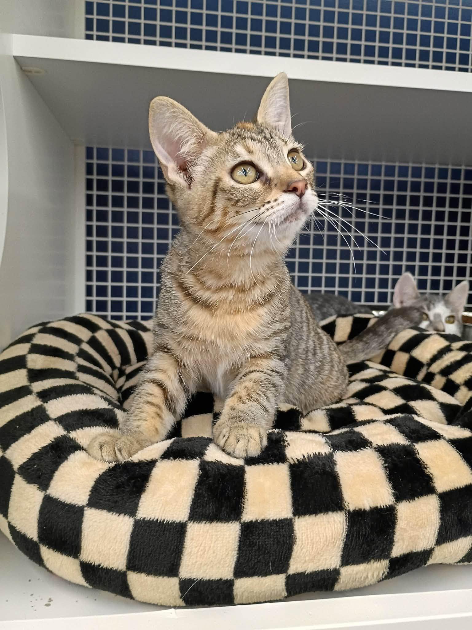 Enlarge Gibby, a Adoptable Domestic Short Hair in Morgantown, WV image 3/3