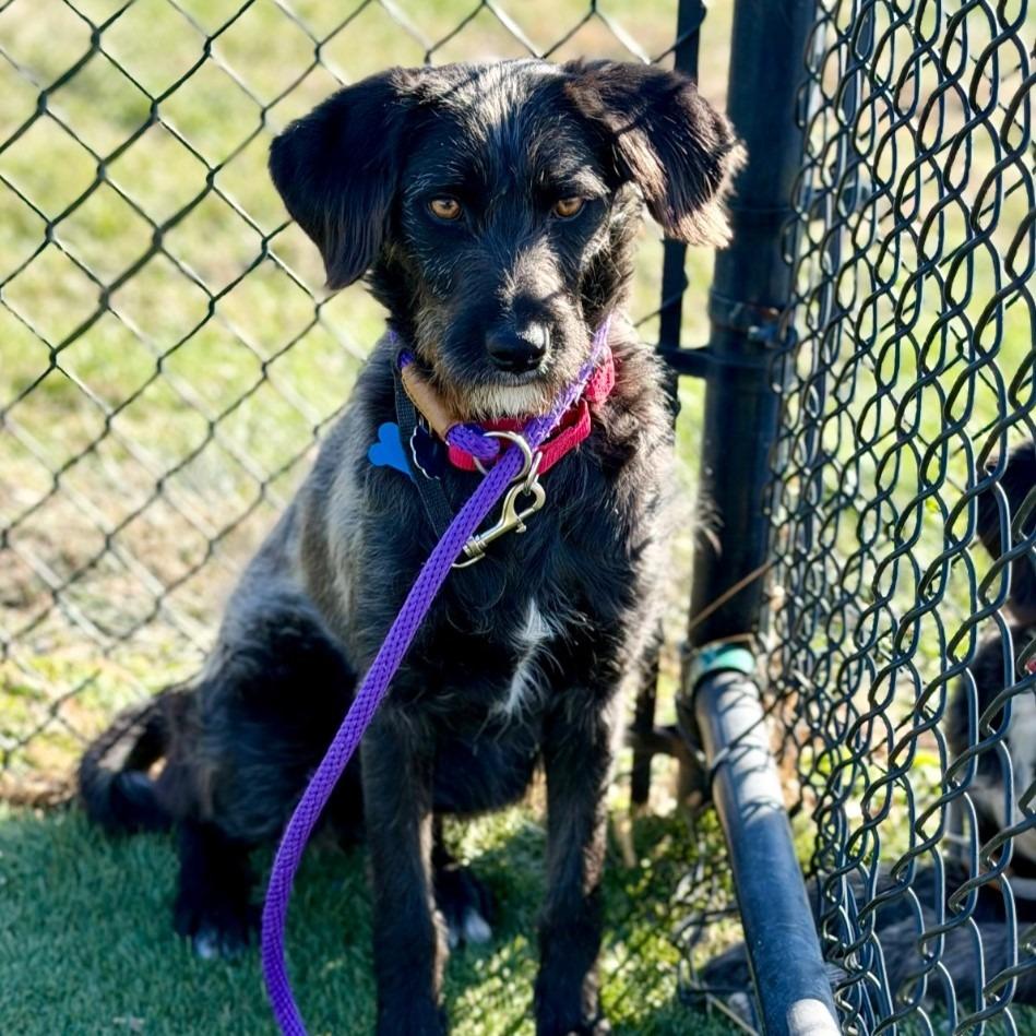 Enlarge Lizabeth, a Adoptable mixed breed in Columbia, IL image 1/4