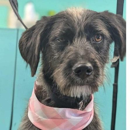 Enlarge Lizabeth, a Adoptable mixed breed in Columbia, IL image 2/4