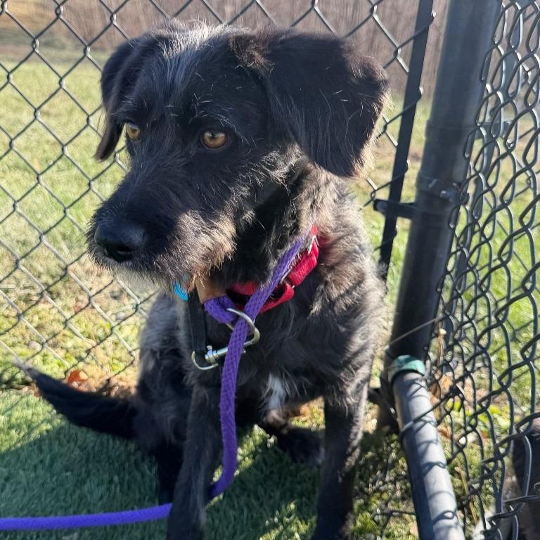 Enlarge Lizabeth, a Adoptable mixed breed in Columbia, IL image 3/4