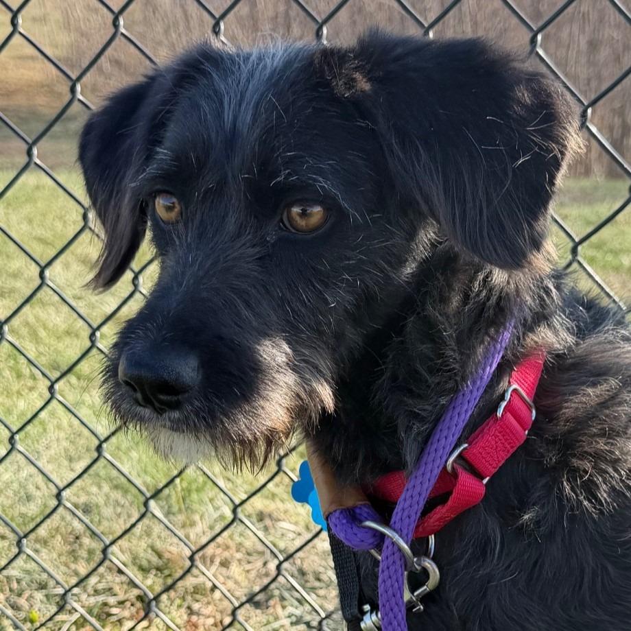 Enlarge Lizabeth, a Adoptable mixed breed in Columbia, IL image 4/4