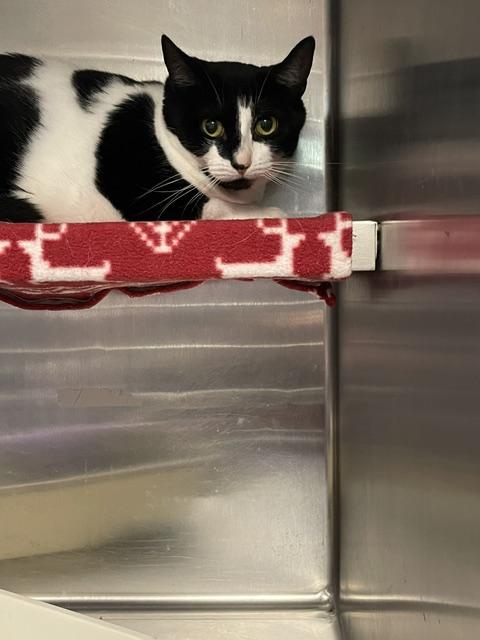Enlarge Annie, a Adopted Domestic Short Hair in Attleboro, MA image 1/1