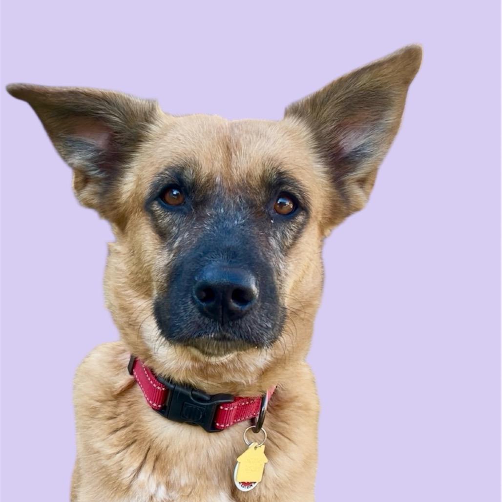 Enlarge Buffy, a Adoptable mixed breed in Scottsdale, AZ image 1/1
