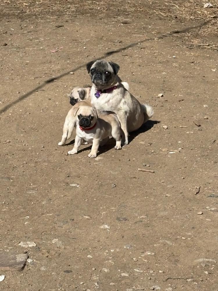 Enlarge Paola, a Adoptable Pug in Denver, CO image 1/6