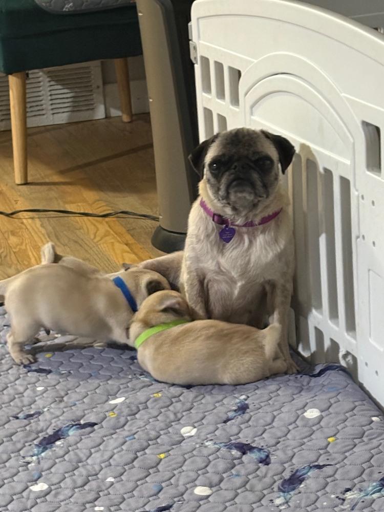 Enlarge Paola, a Adoptable Pug in Denver, CO image 2/6