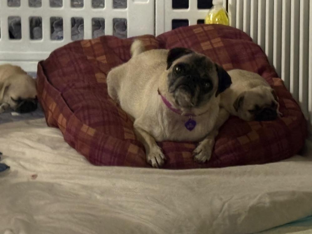 Enlarge Paola, a Adoptable Pug in Denver, CO image 3/6