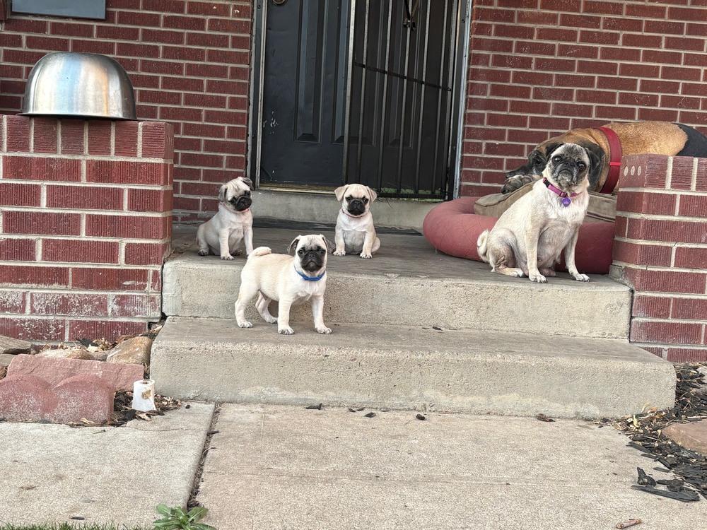 Enlarge Paola, a Adoptable Pug in Denver, CO image 4/6