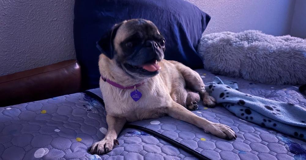 Enlarge Paola, a Adoptable Pug in Denver, CO image 6/6