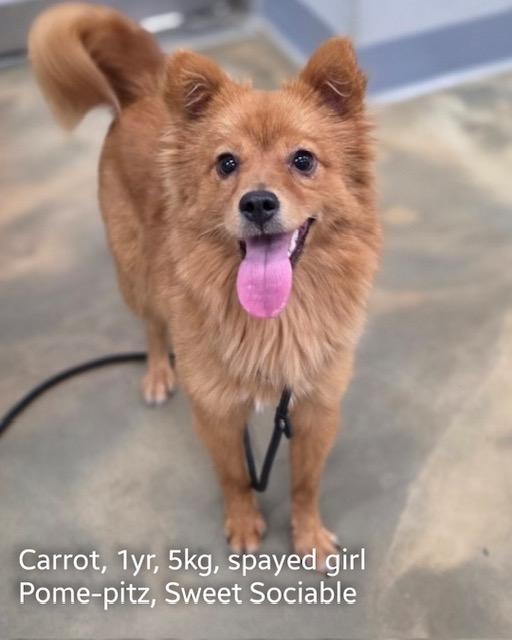 Carrot
