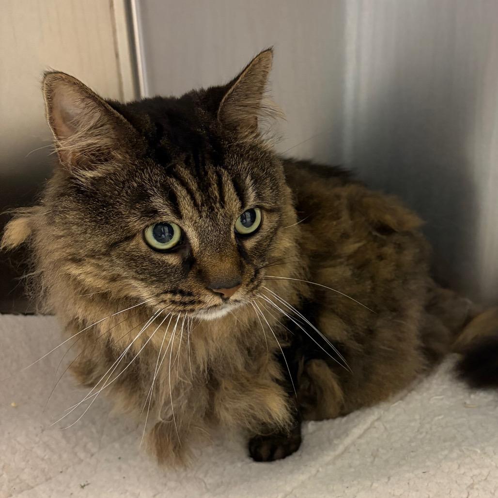 Pansey, Adoptable, Senior Female Maine Coon.