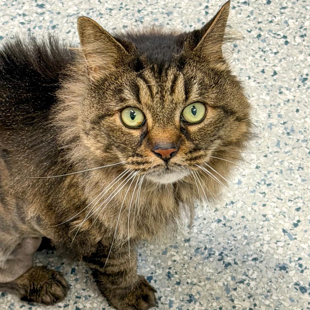 Enlarge Pansey, a Adoptable Maine Coon in Scituate, MA image 2/3
