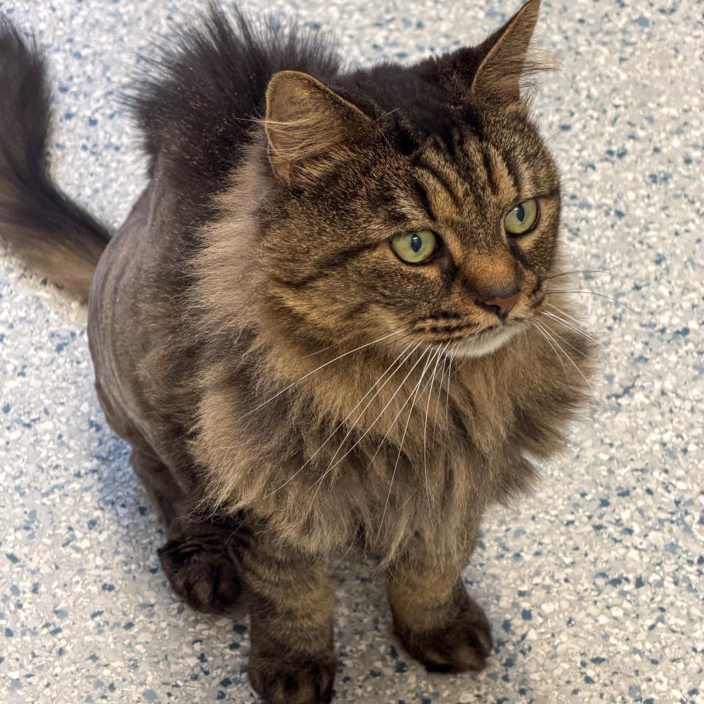 Enlarge Pansey, a Adoptable Maine Coon in Scituate, MA image 3/3