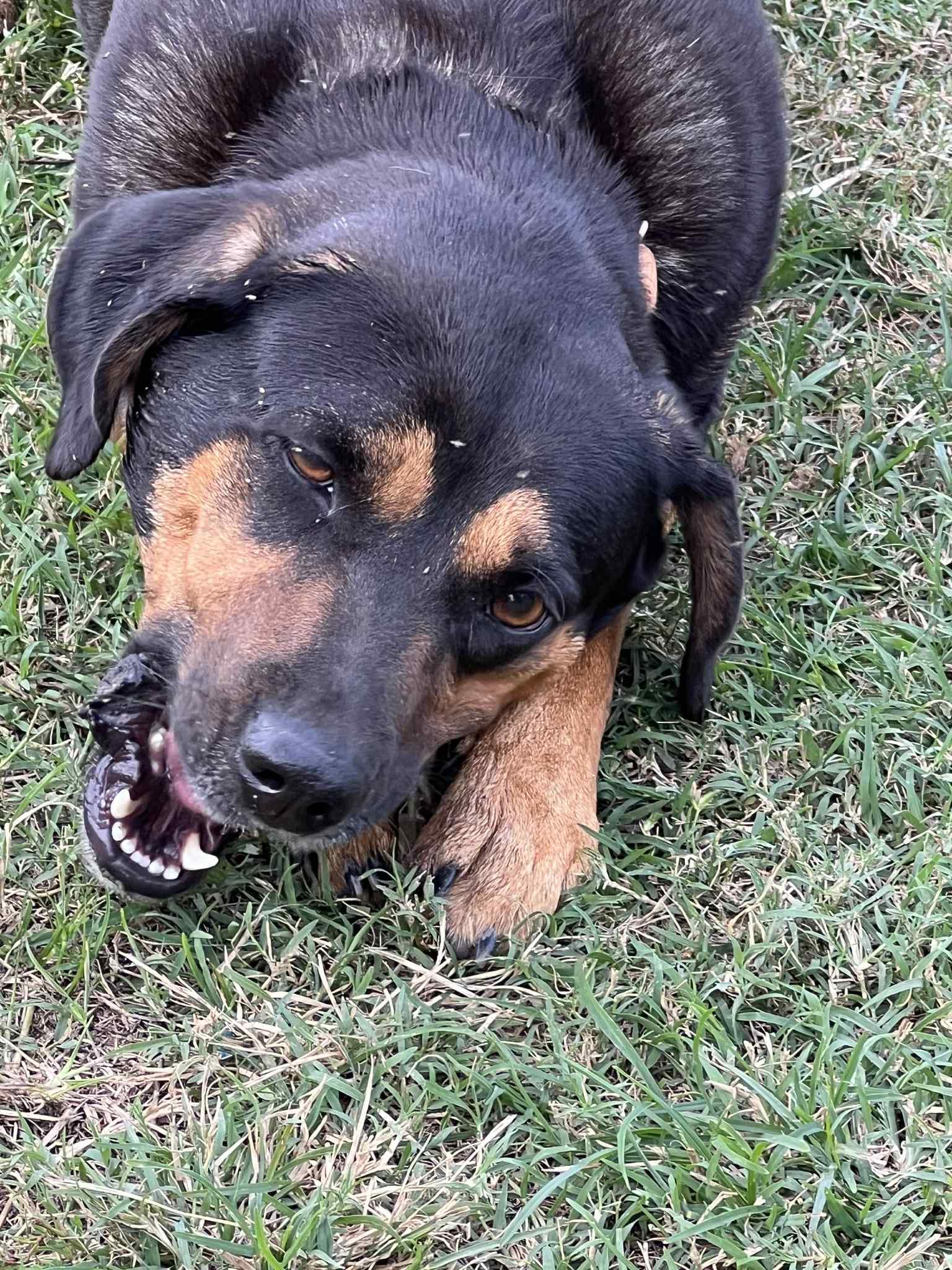 Bella, Adoptable, Adult Female Hound.