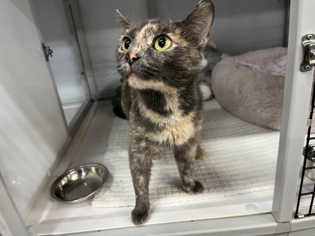 Milkshake, Adoptable, Adult Female Domestic Short Hair.