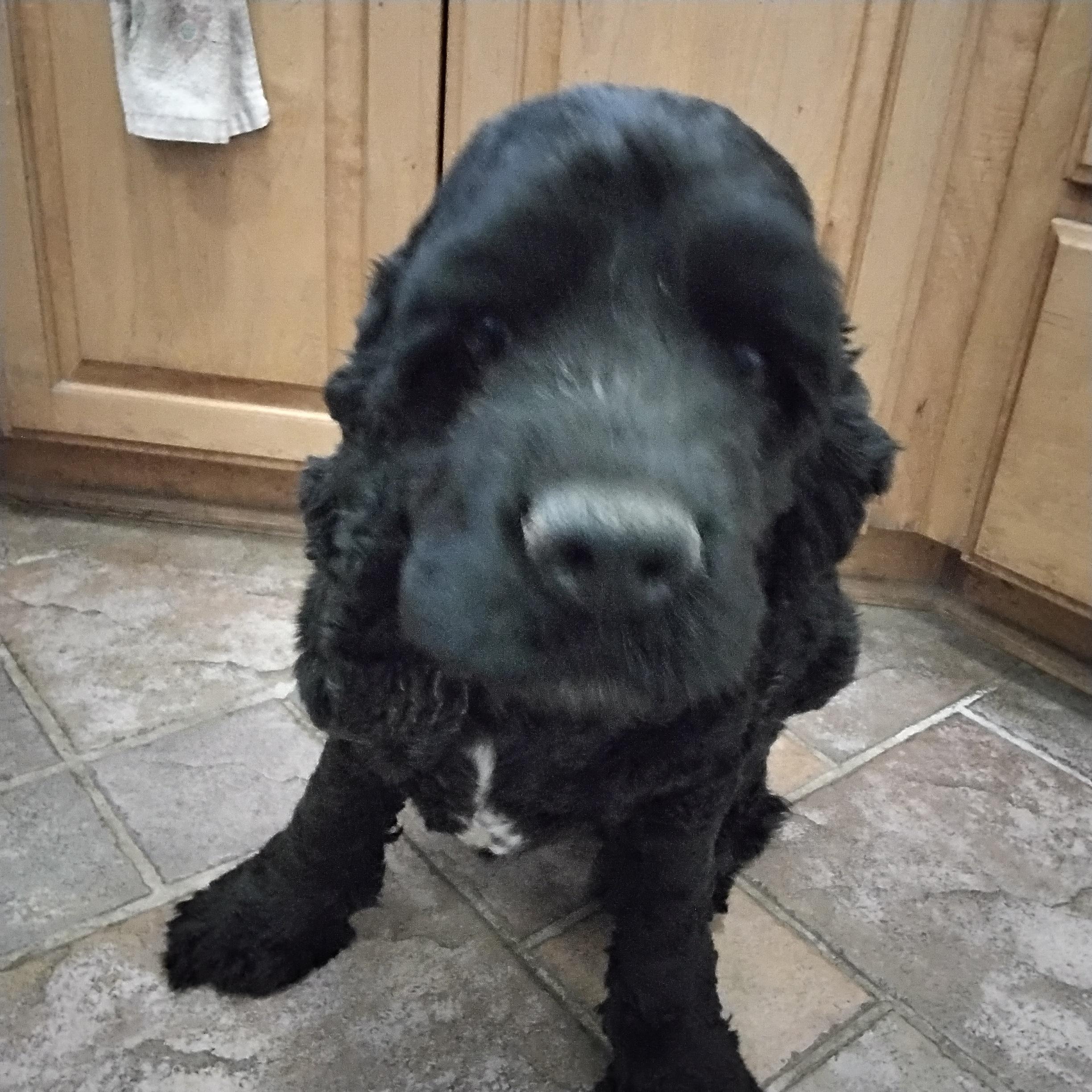 Huckleberry , a ADOPTABLE Cocker Spaniel in Grove, OK image 1/3