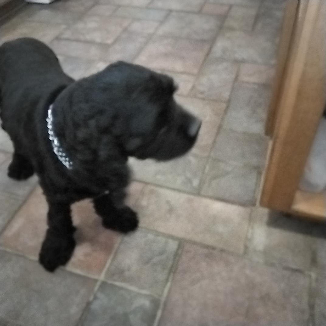 Huckleberry , a ADOPTABLE Cocker Spaniel in Grove, OK image 2/3