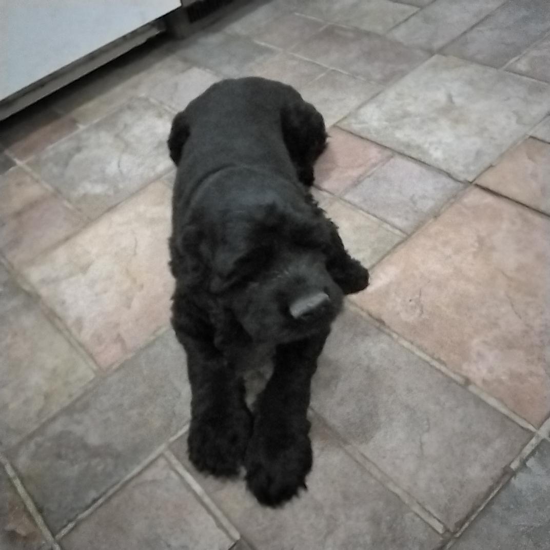 Huckleberry , a ADOPTABLE Cocker Spaniel in Grove, OK image 3/3