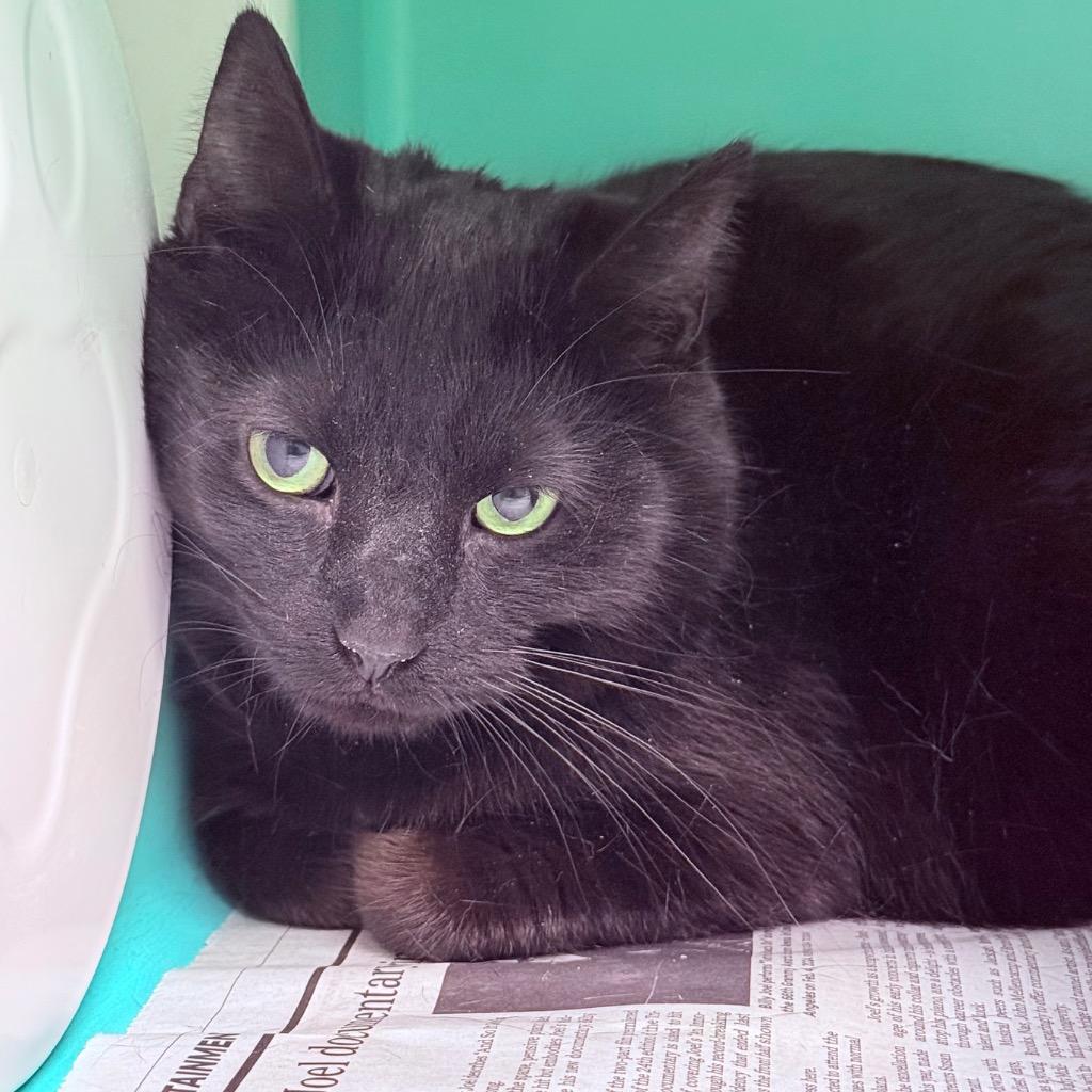 Enlarge Miso Hades, a Adoptable mixed breed in Utica, MI image 1/1