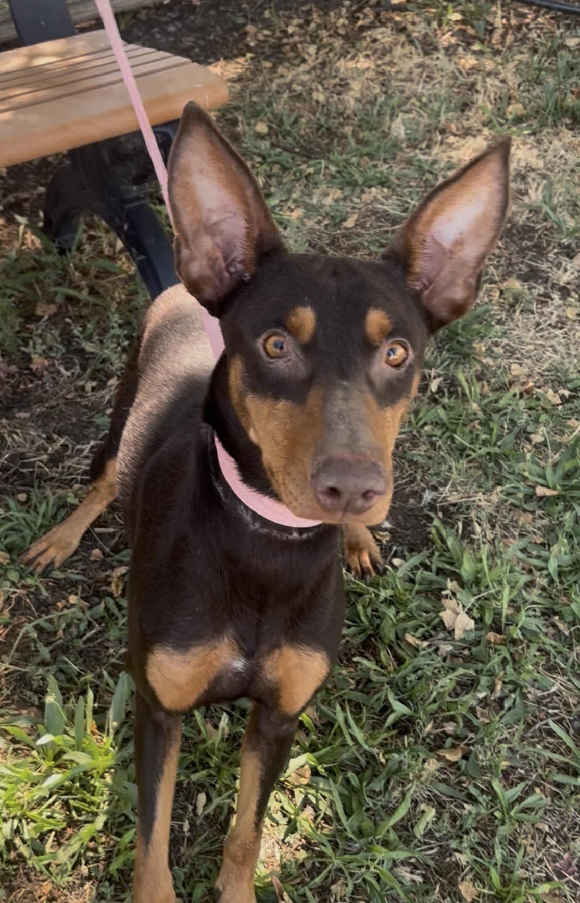 Bindi, Adoptable, Young Female Australian Kelpie.