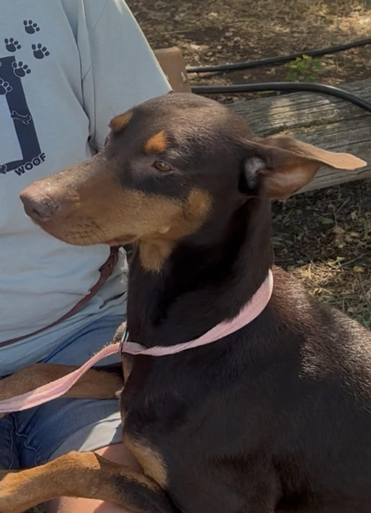 Bindi, a Adoptable Australian Kelpie in Woodland, CA image 3/3