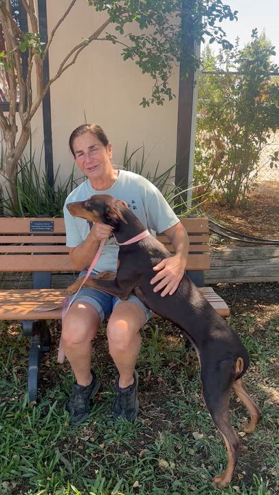 Enlarge Bindi, a Adoptable Australian Kelpie in Woodland, CA video 1/3