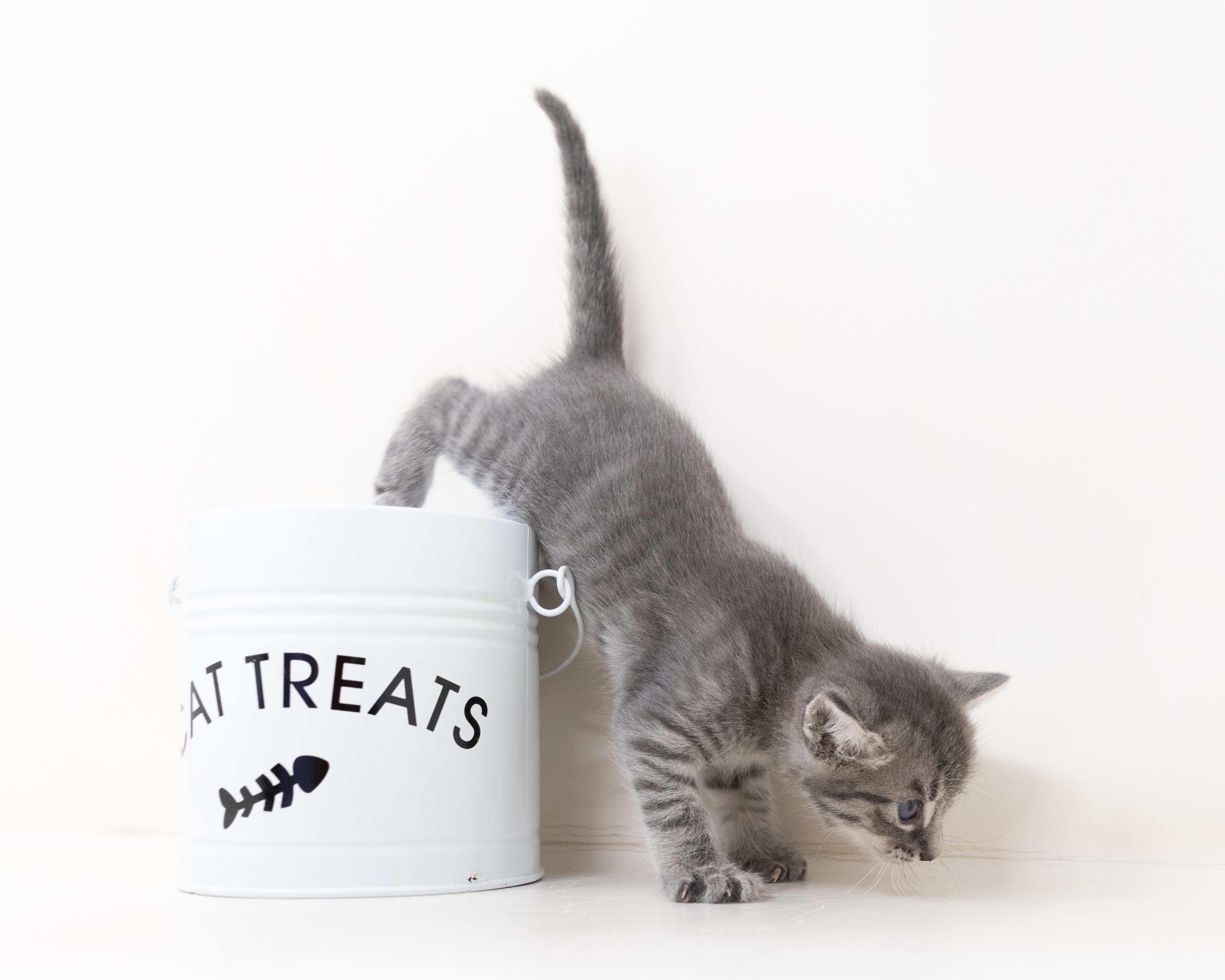Comet, an adopted Tabby in Trophy Club, TX image 5/6