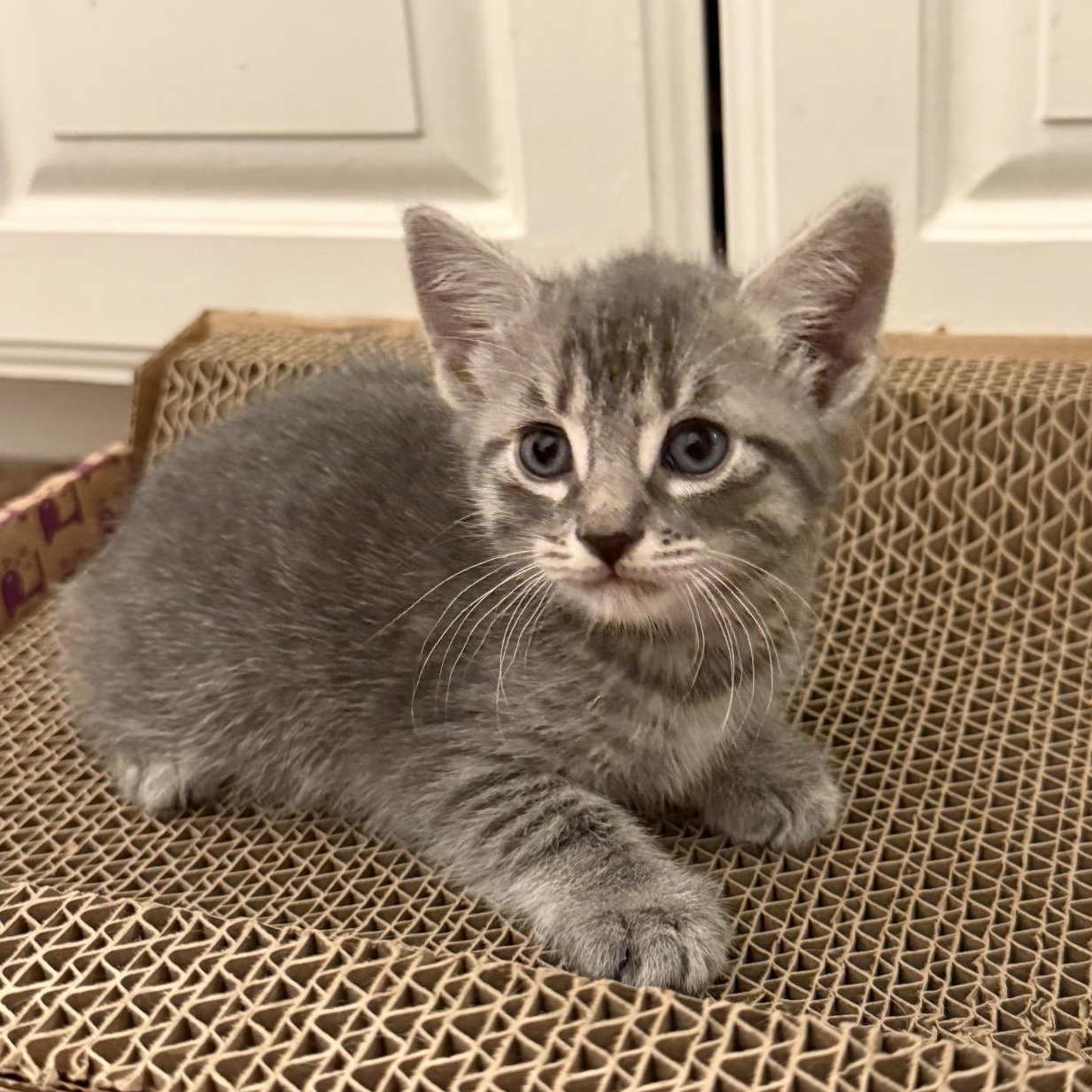 Comet, adopted, Kitten Male Tabby.